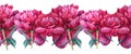Seamless border watercolor red pink peony summer flower on white background. Hand-drawn floral plant. Creative object Royalty Free Stock Photo