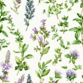 Seamless Botanical Illustration of Herbs and Flowers on White Background Royalty Free Stock Photo