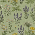 Seamless botanical pattern featuring detailed illustrations of various medicinal and Royalty Free Stock Photo