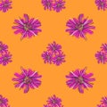 Lampranthus blossom flowers pattern