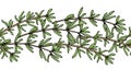 Seamless brush, pattern of thyme branch. Vector illustration
