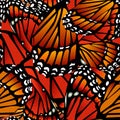 Seamless butterfly pattern