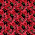 Seamless christmas pattern with red poinsettia, black background, gold outline, holly, mistletoe and berries.