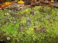 Seamless close up green brown moss texture. A fresh grass seamless pattern. Royalty Free Stock Photo