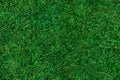 Green moss texture Royalty Free Stock Photo