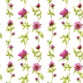 Seamless clover pattern. Watercolor floral background with wildflowers for fabric, wallpaper, summer cloth prints