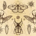 Seamless color pattern: image of a butterfly, larva, bug Goliath, horned bug, sacred geometry.