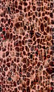 Seamless Colored Animal Skin Pattern, Repeated Leopard Skin Design with Lines. Royalty Free Stock Photo