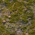 Seamless concrete slab covered with moss background. texture, close up Royalty Free Stock Photo