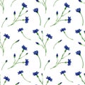 Seamless cornflower pattern. Watercolor floral background with knapweed, bluett wildflowers illustration for textile, wallpapers Royalty Free Stock Photo