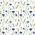 Seamless cornflower and wheat spikelet pattern. Watercolor floral background with blue knapweed, bluett and oats spica for textile Royalty Free Stock Photo