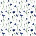 Seamless cornflower wildflowers pattern. Watercolor floral background with blue knapweed, bluett for textile, wallpapers, summer Royalty Free Stock Photo