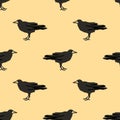Seamless crow pattern Royalty Free Stock Photo