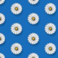 Seamless daisy floral pattern on a blue background. Floral vector illustration Royalty Free Stock Photo