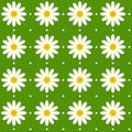 Seamless daisy pattern