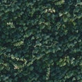 Seamless dark green ivy wall pattern Royalty Free Stock Photo