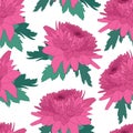 Seamless decorative pattern with pink chrysanthemum. Crown daisy repeated background. Vector