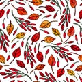 Seamless Endless Pattern of Barberry Leaves and Berries. Red, Orange and Yellow. Autumn or Fall Harvest Collection. Realistic Hand