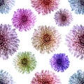 Seamless endless pattern with multicolored chrysanthemum flowers. Floral background. For design and printing. Royalty Free Stock Photo