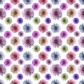 Seamless endless pattern with multicolored chrysanthemum flowers. Floral background. For design and printing. Royalty Free Stock Photo