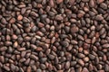 Seamless endless pattern of unpeeled pine nuts Royalty Free Stock Photo
