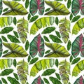 Seamless exotic pattern with tropical banana leaves in vintage style
