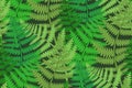 Seamless fern patterrn