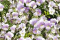 Seamless floral background with blue violets. Royalty Free Stock Photo