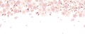Seamless Floral Background With Cherry Blossoms In Full Bloom Isolated On A White Background. Royalty Free Stock Photo