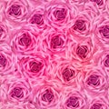 Seamless floral background. Flowers roses. Close up. Royalty Free Stock Photo