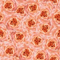 Seamless floral background. Flowers roses. Close up. Royalty Free Stock Photo