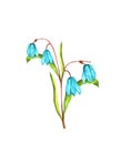 Seamless floral botanical pattern. Watercolor illustration of scilla siberika flower