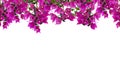Seamless floral frame, mockup. Beautiful flowering bougainvillia tree twigs with bright pink flowers isolated on white background Royalty Free Stock Photo