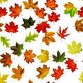 Seamless floral pattern. Autumn yellow red, orange leaf isolated on white. Colorful maple foliage. Season leaves fall background Royalty Free Stock Photo