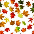 Seamless floral pattern. Autumn yellow red, orange leaf isolated on white. Colorful maple foliage. Season leaves fall background Royalty Free Stock Photo