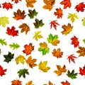 Seamless floral pattern. Autumn yellow red, orange leaf isolated on white. Colorful maple foliage. Season leaves fall background Royalty Free Stock Photo