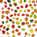 Seamless floral pattern. Autumn yellow red, orange leaf isolated on white. Colorful maple foliage. Season leaves fall background Royalty Free Stock Photo