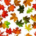 Seamless floral pattern. Autumn yellow red, orange leaf isolated on white. Colorful maple foliage. Season leaves fall background Royalty Free Stock Photo