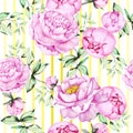 Seamless floral pattern of beautiful pink peony flowers and green leaves on white with yellow stripes background. Hand drawn Royalty Free Stock Photo