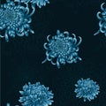 Seamless floral pattern with blue chrysanthemums Royalty Free Stock Photo