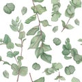 Floral pattern with branches of eucalyptus, watercolor painting on white background