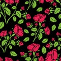 Seamless floral pattern of bright colors pink roses with green leaves, rose bushes on a black background Royalty Free Stock Photo