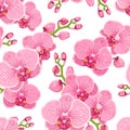 Seamless floral pattern with bright pink purple orchid phalaenopsis flowers on white background. Royalty Free Stock Photo