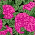 Seamless floral pattern with hydrangeas