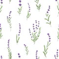 Seamless floral pattern with purple lavender. Botanical background, French violet flowers repeating print. Blossomed Royalty Free Stock Photo