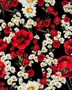 Seamless floral pattern with red flowers and white daisy on black background. Ready for textile prints. Royalty Free Stock Photo