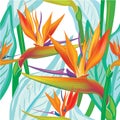 Seamless floral pattern with Strelitzia