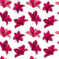 Seamless floral pattern with stylized lilies. Red color. Royalty Free Stock Photo