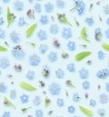 Seamless floral pattern of tiny blue spring forget-me-not flowers buds and leaves background texture Royalty Free Stock Photo