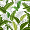 Seamless floral pattern of tropical banana leaves, shades of green, white background